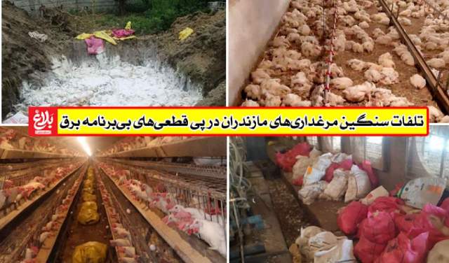 تلفات سنگین مرغداری‌ها در پی قطعی‌های بی‌برنامه برق